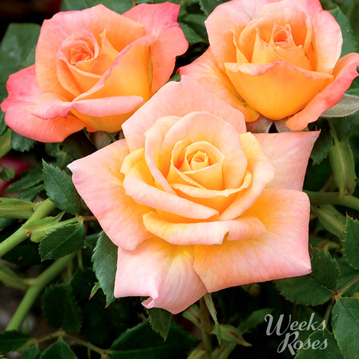 Rosa 'Cutie Pie'- Miniature