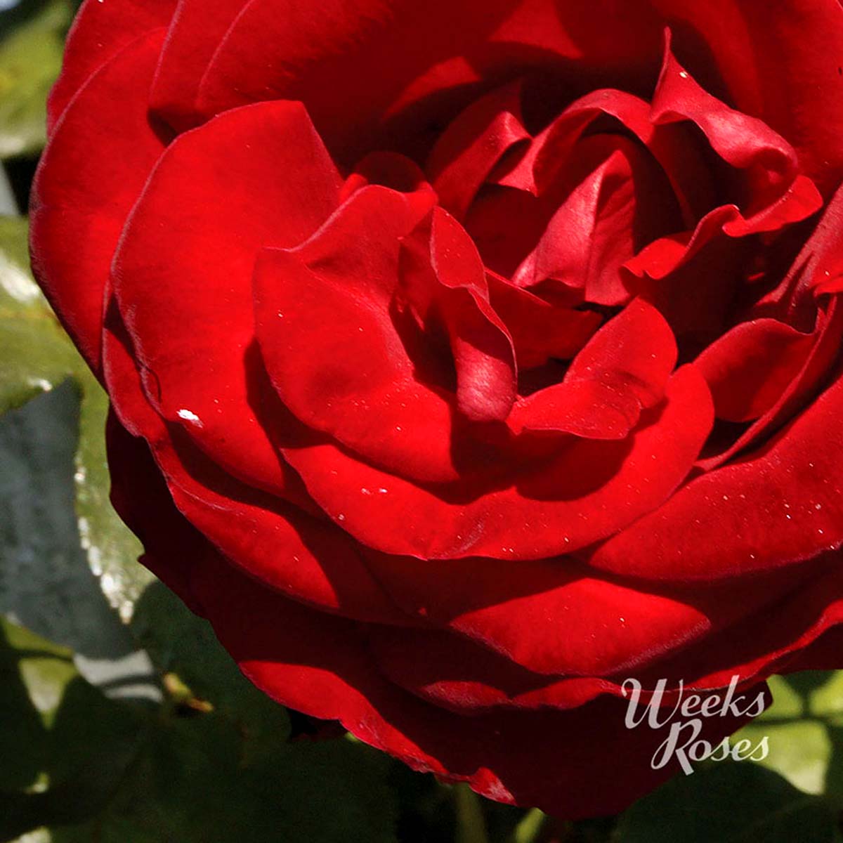 Rosa 'Dublin Bay'