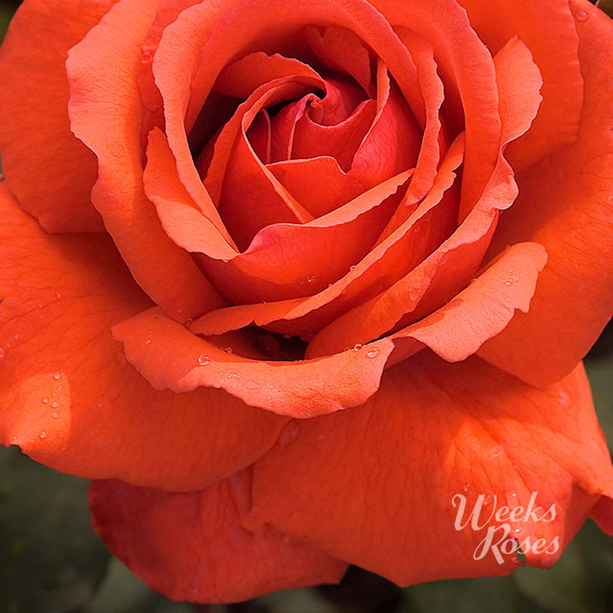 Rosa 'Fragrant Cloud' 