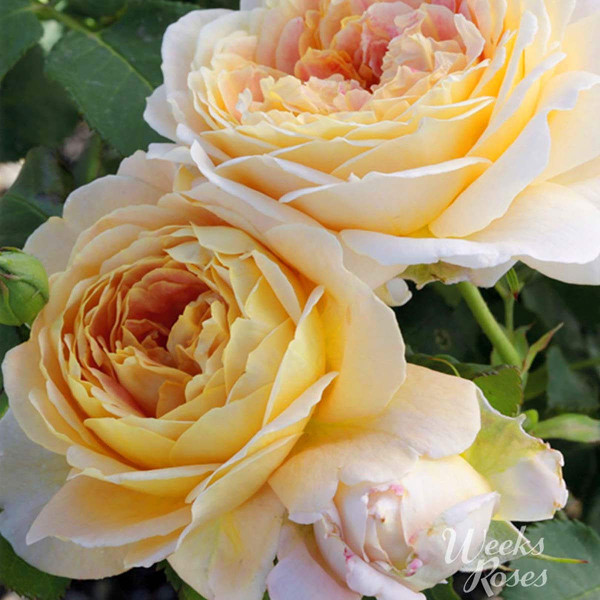 Rosa 'Fun in the Sun'
