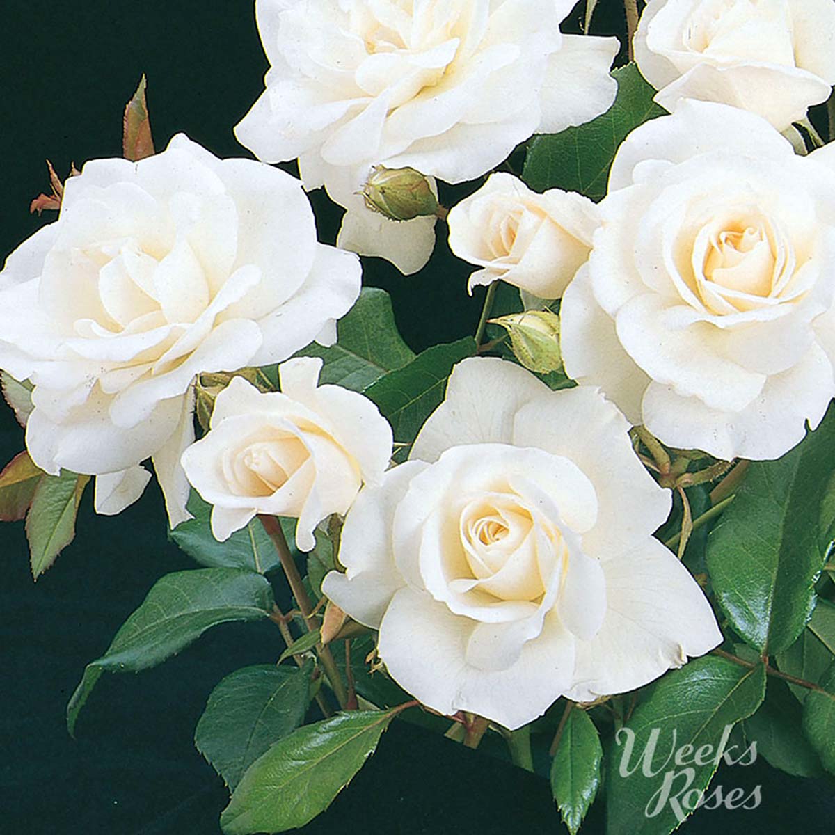Rosa 'Iceberg' TF