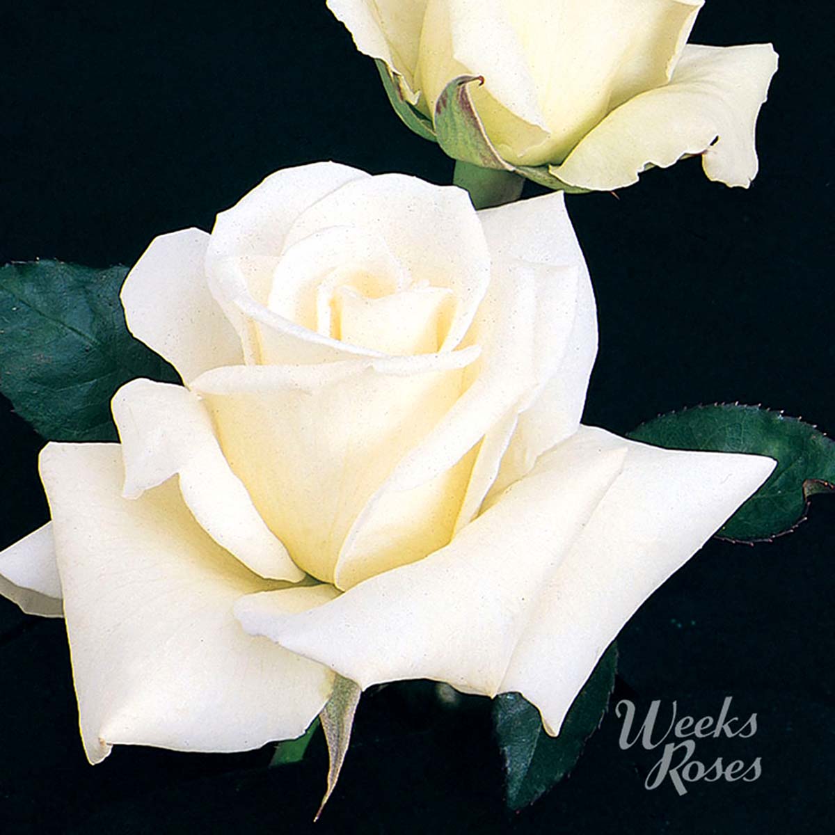 Rosa 'John F. Kennedy'