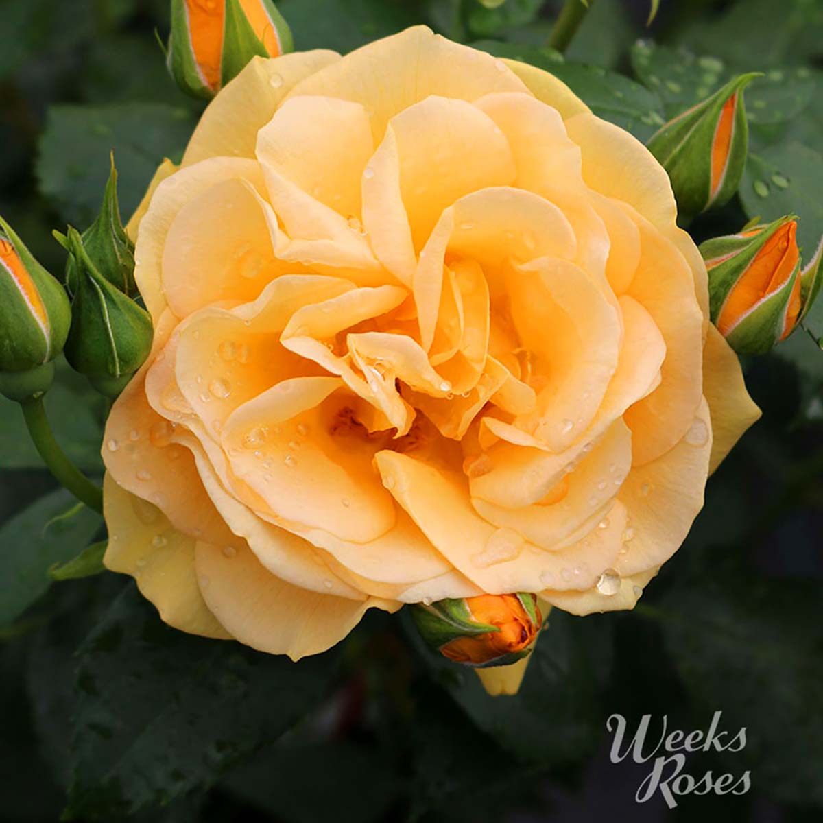 Rosa 'Julia Child'