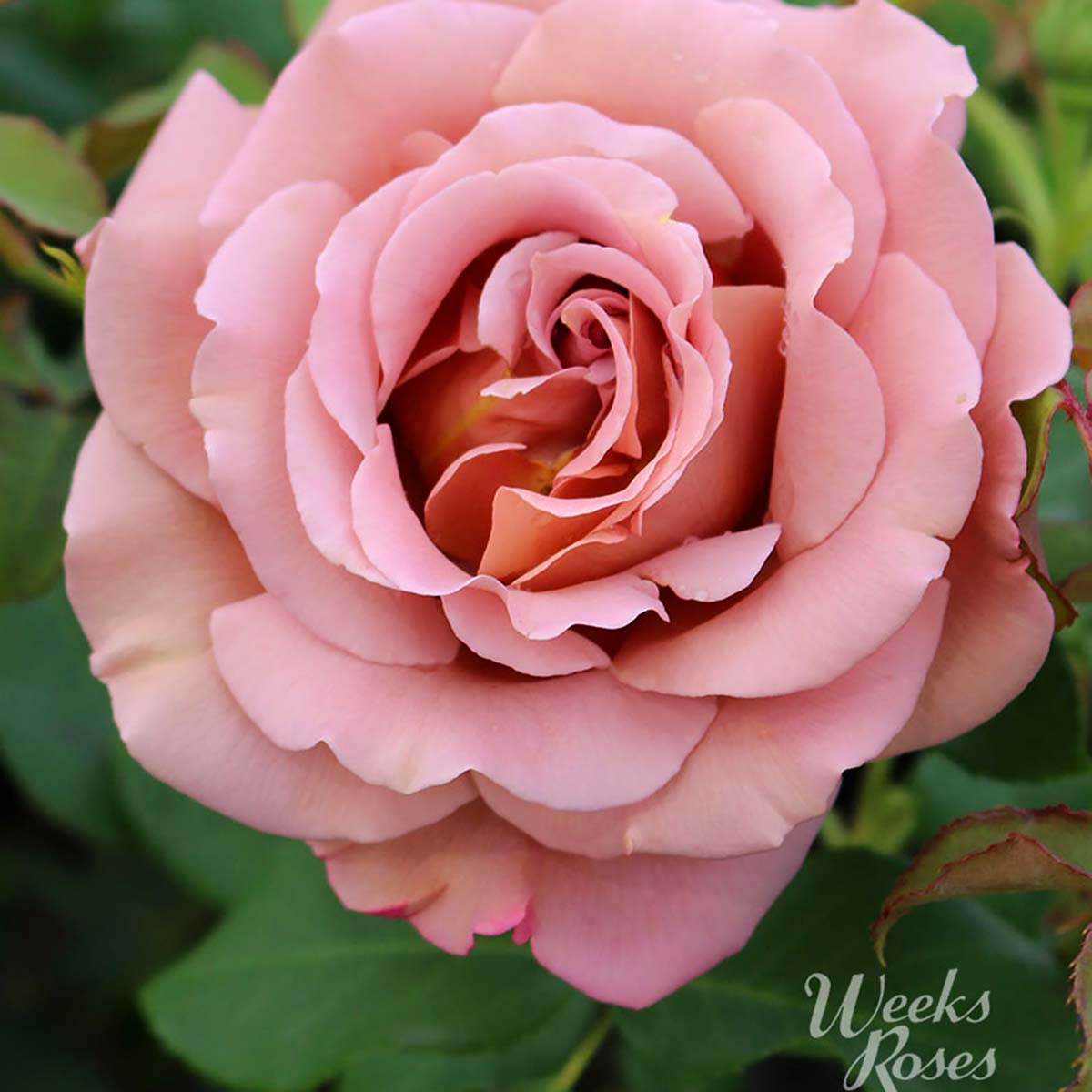 Rosa 'Koko Loko'