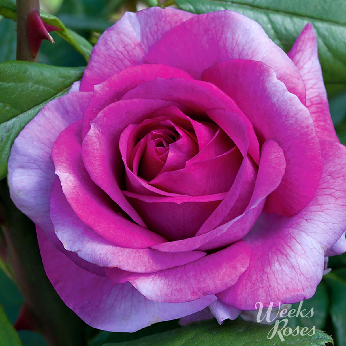 Rosa 'Perfume Factory' 36' Tree 