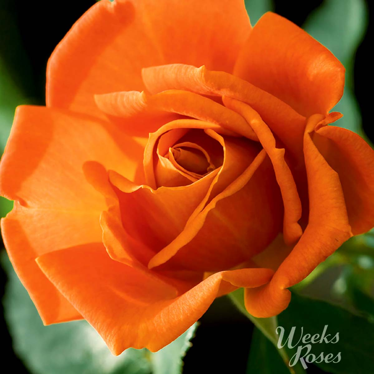 Rosa 'Pumpkin Patch'