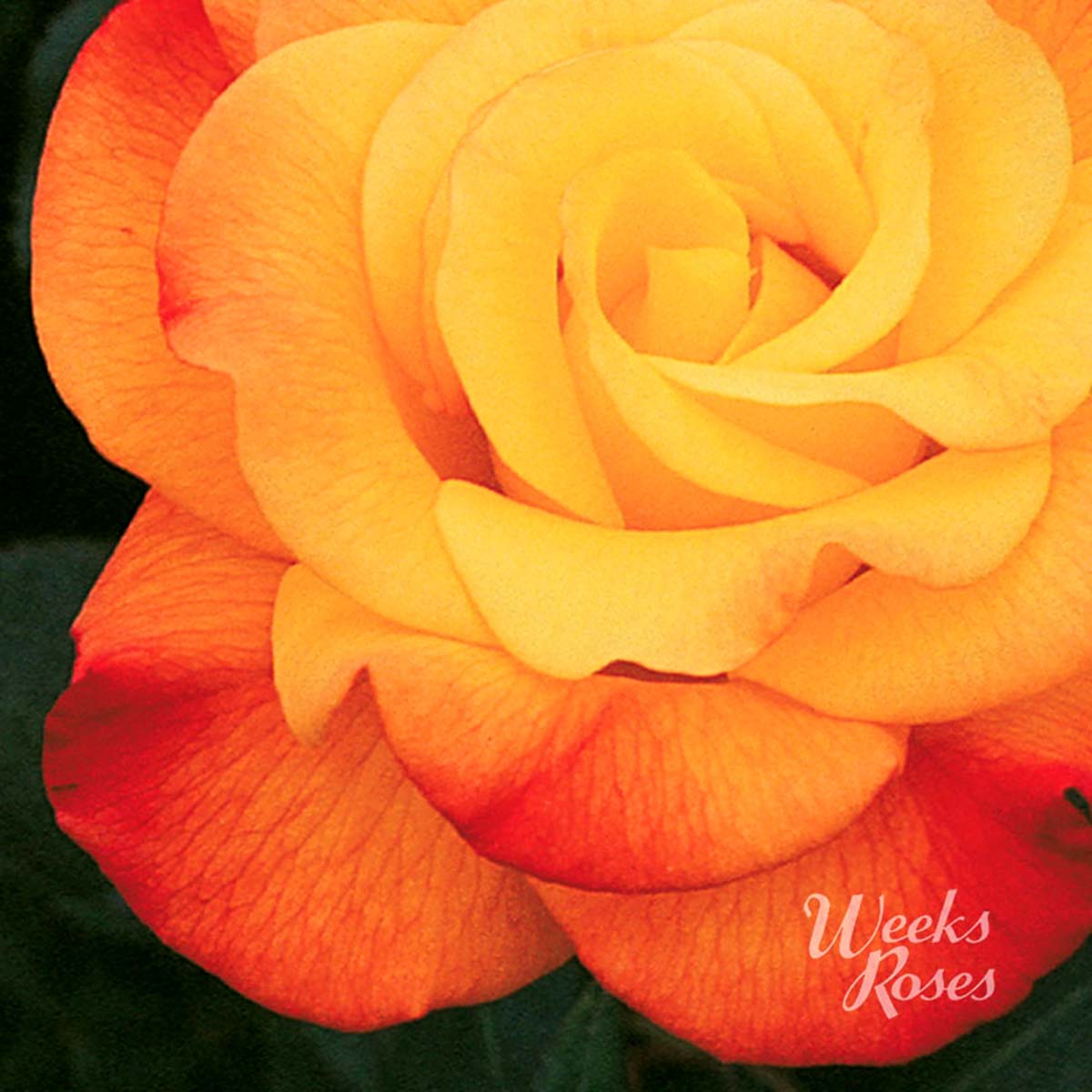 Rosa 'Rio Samba'