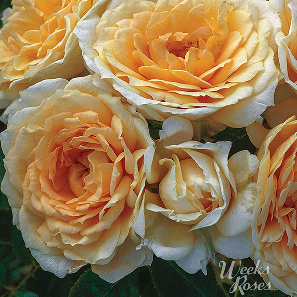 Rosa 'Edith's Darling' 18in Tree Form