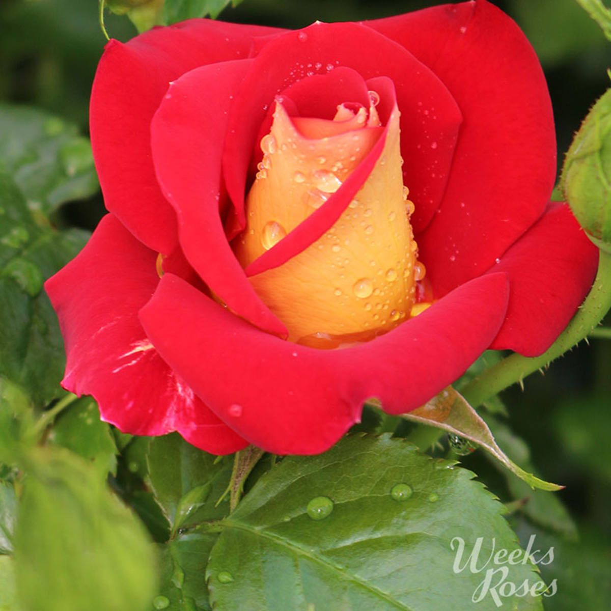 Rosa 'Ketchup and Mustard'