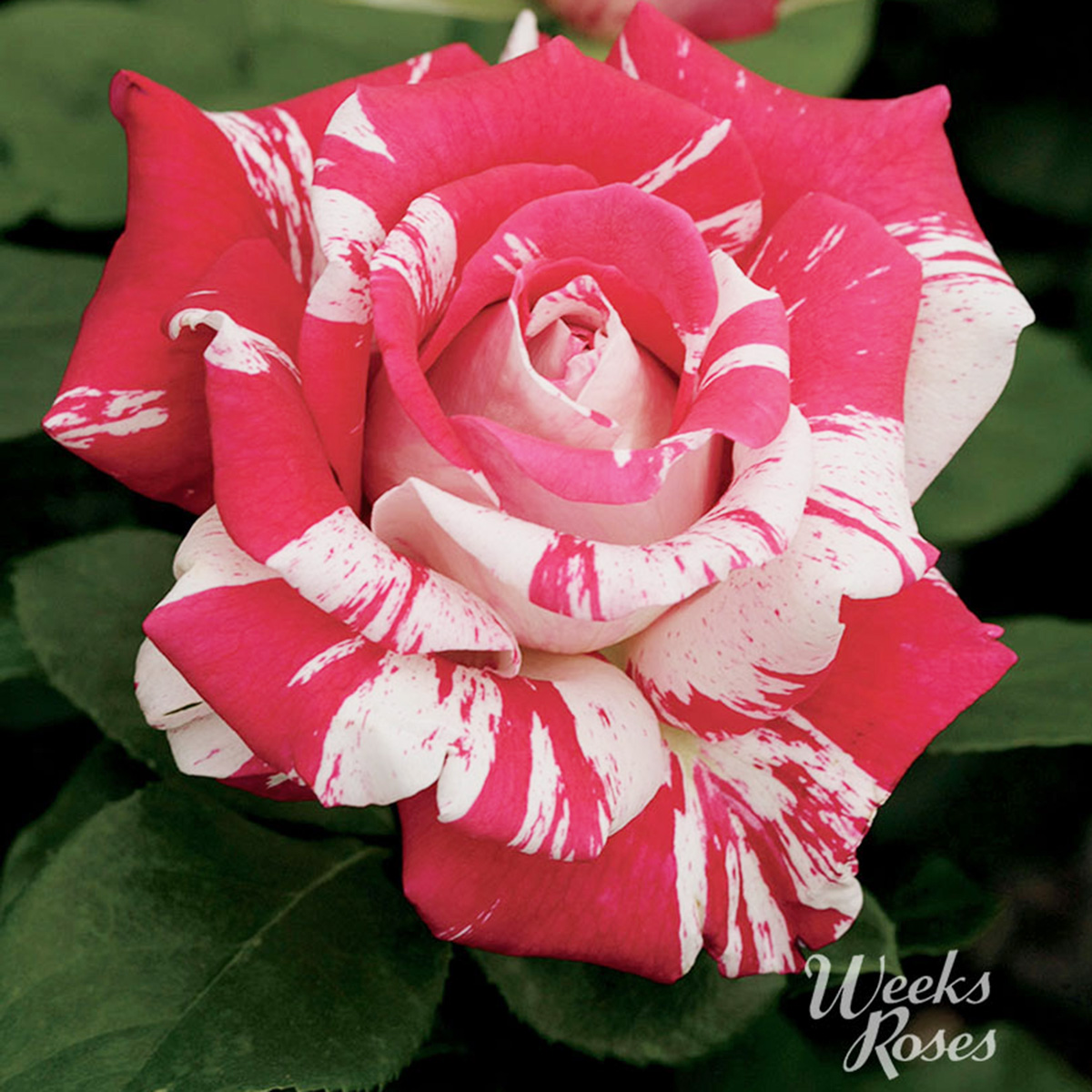 Rosa 'Neil Diamond'