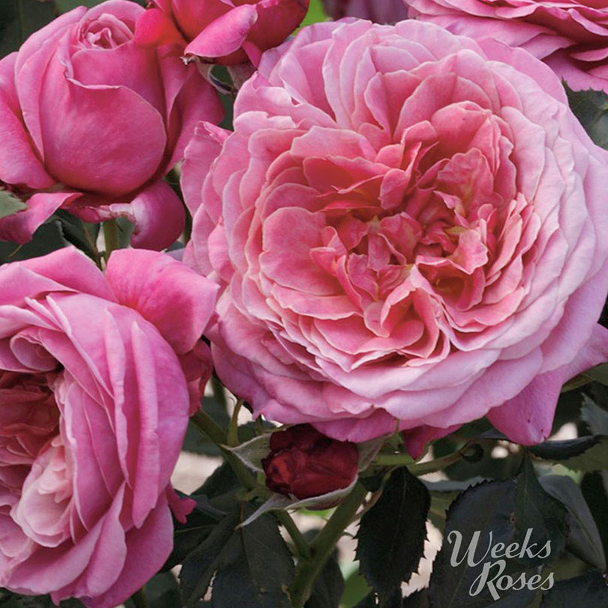 Rosa 'Queen of Elegance' 