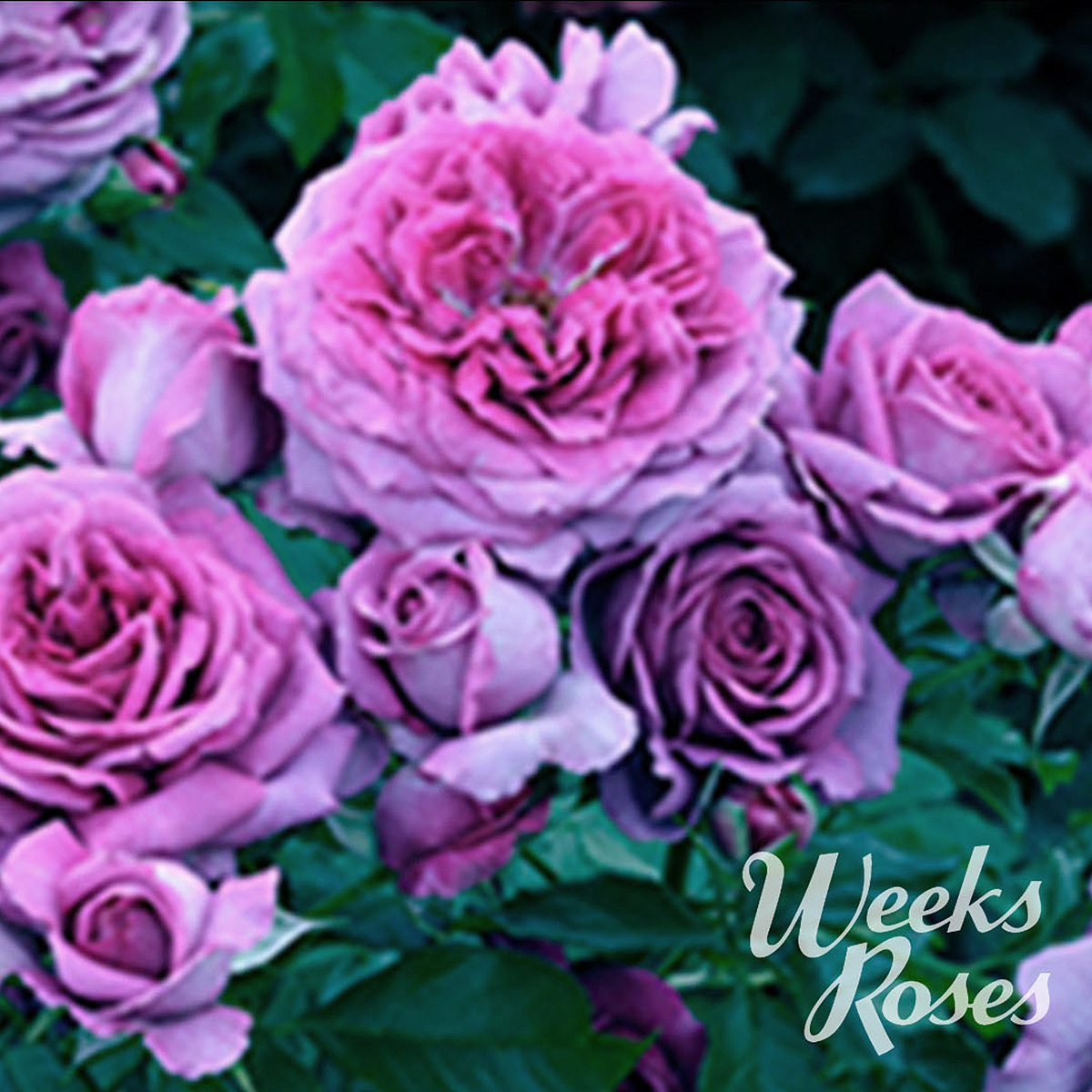 Rosa 'Sweet Madame Blue Tree 36'