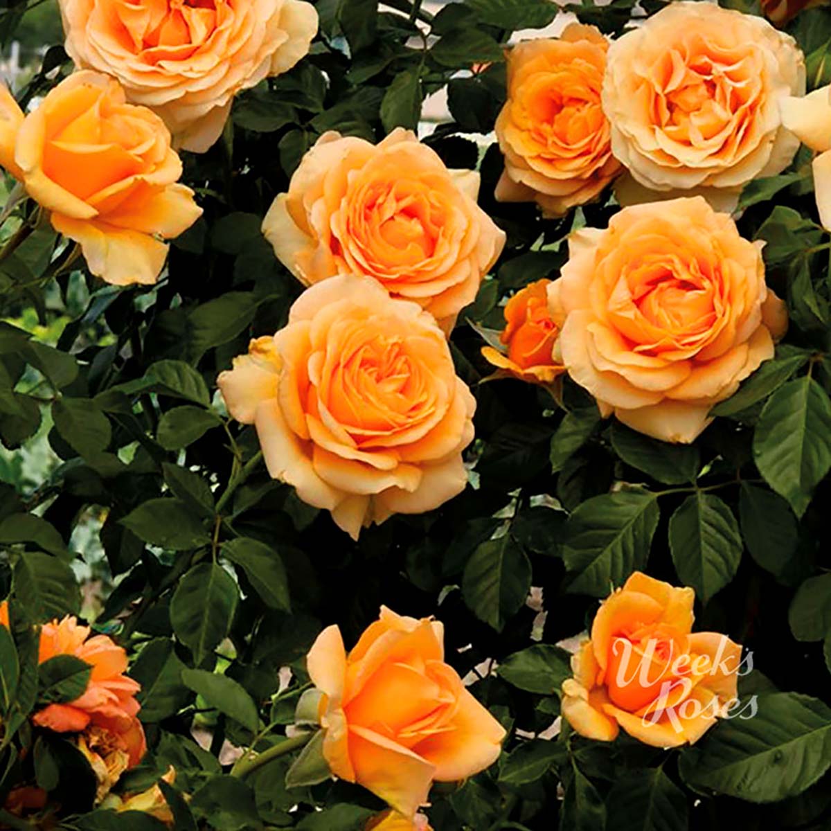 Rosa 'Golden Opportunity' Climbing Rose