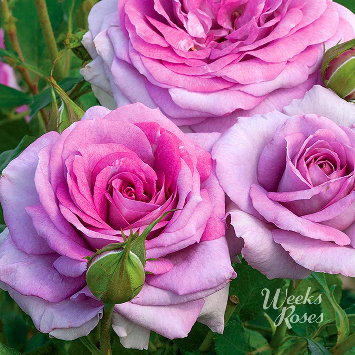 Rosa 'Violet's Pride'