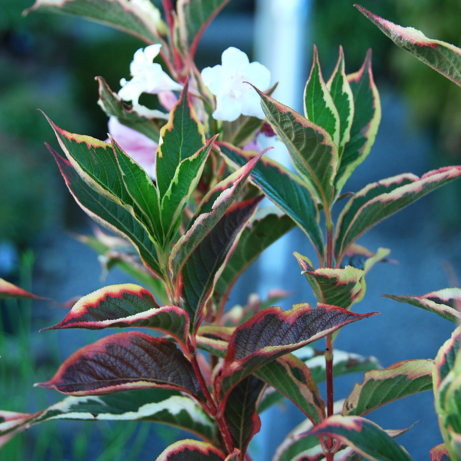 Weigela_f_VariegataNana.jpg