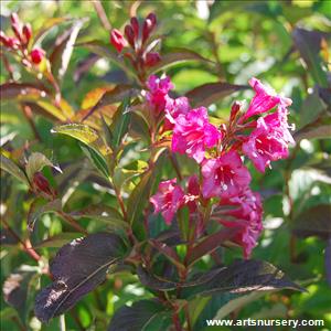 Weigela florida 'Bristol Ruby'