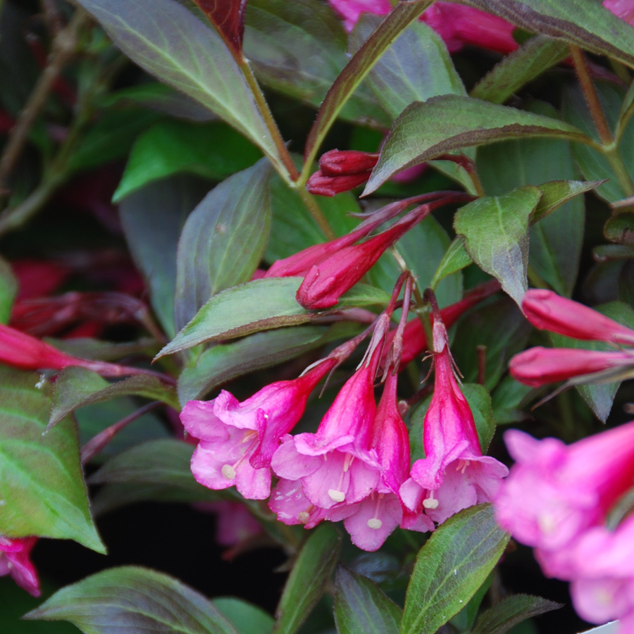 Weigela florida 'Wine & Roses'