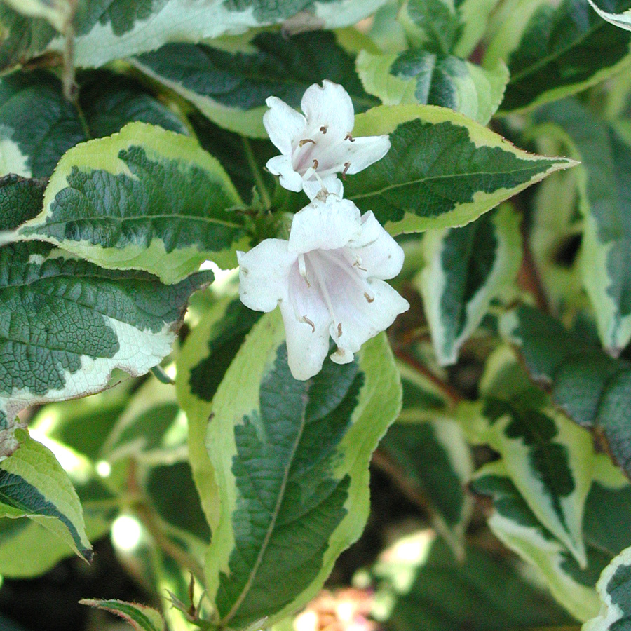 Weigelia_florida_Variegata.jpg