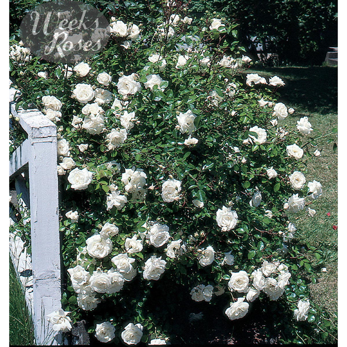 Rosa 'White Dawn'