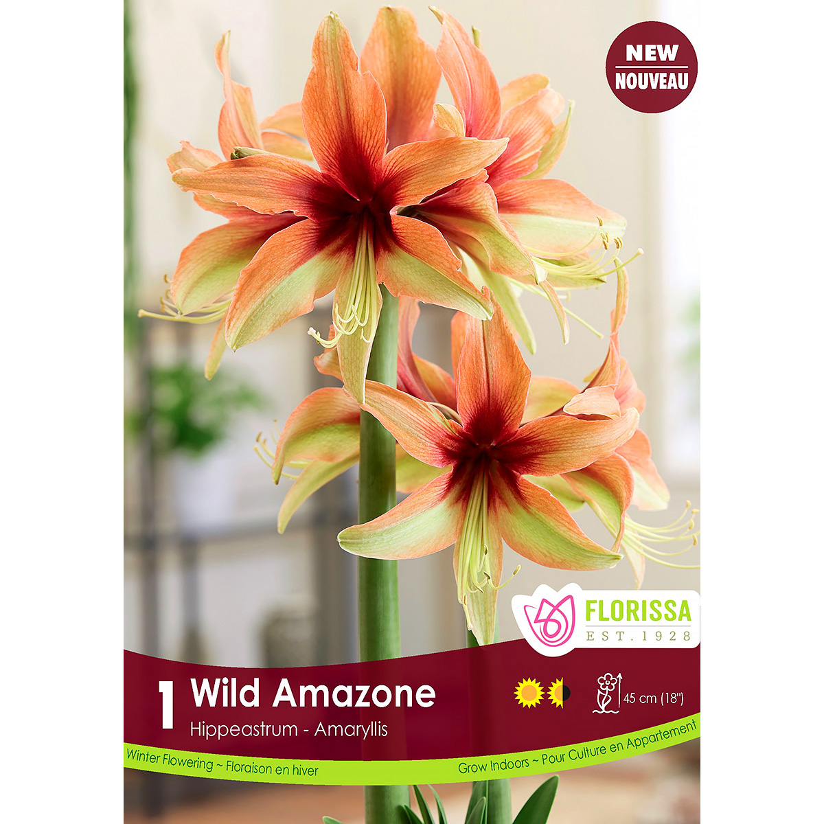 Amaryllis 'Wild Amazone' Bulb 