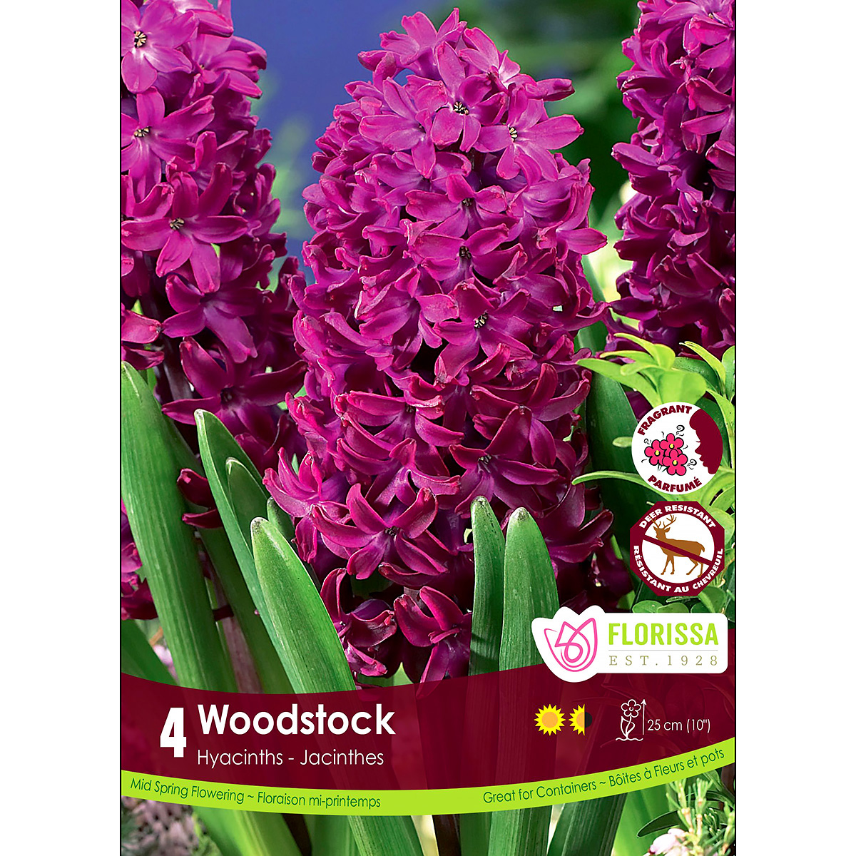 Hyacinth 'Woodstock' Bulbs 4Pk