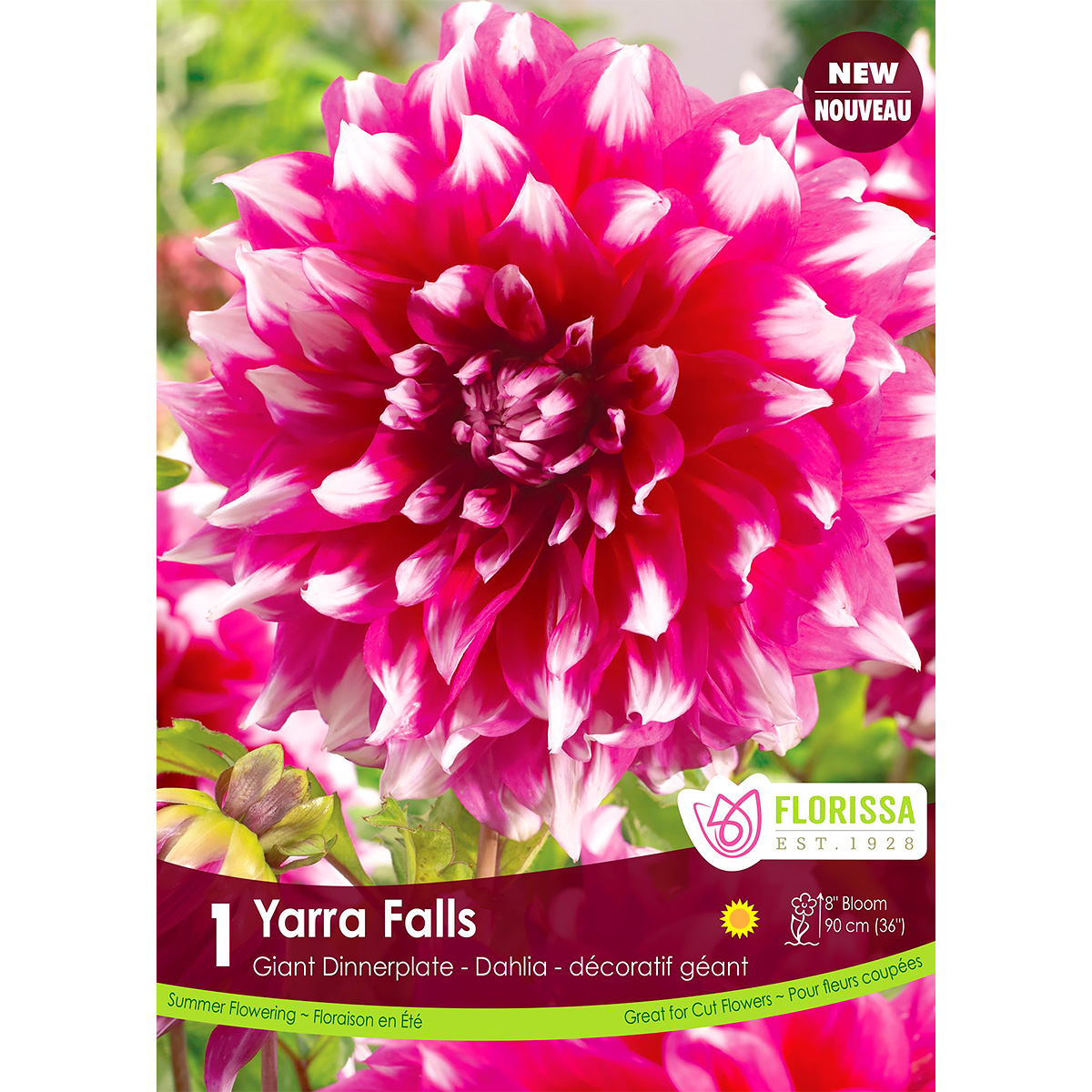 Dahlia 'Yarra Falls' Tuber