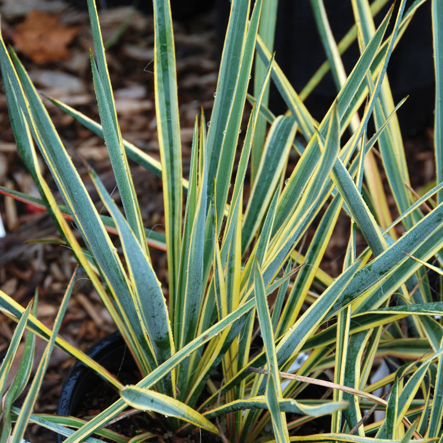 Yucca filamentosa 'Bright Edge'