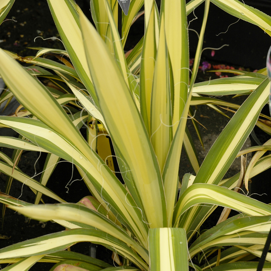 Yucca filamentosa 'Colour Guard'