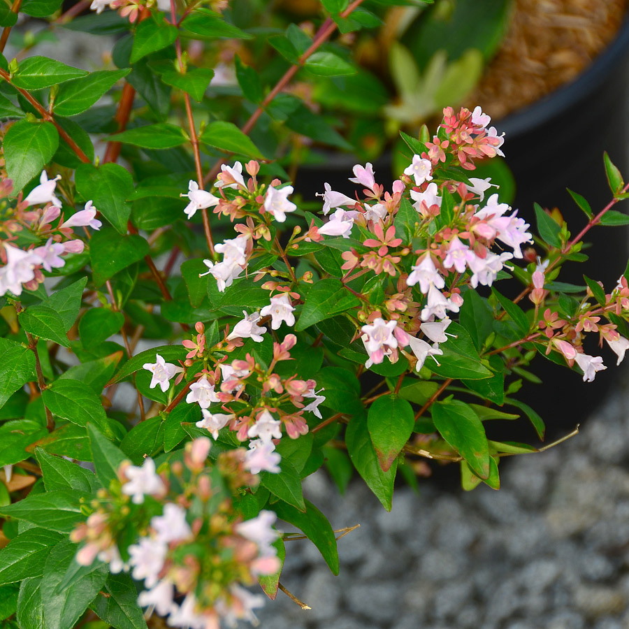 Abelia 'Raspberry Profusion'