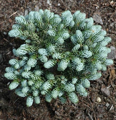 Abies koreana 'Kohout's Icebreaker'