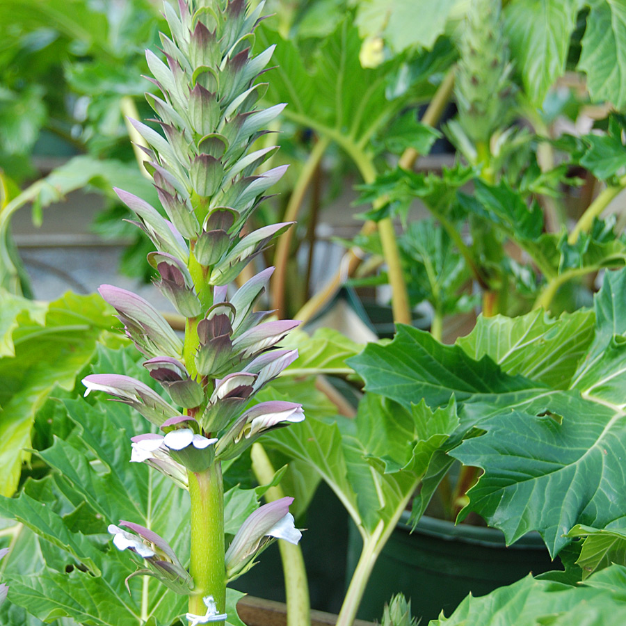 Acanthus mollis 'Oak Leaf'