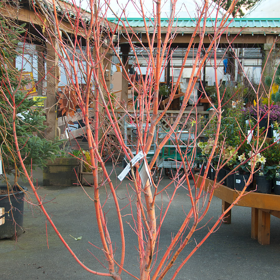 Acer circinatum 'Pacific Fire'