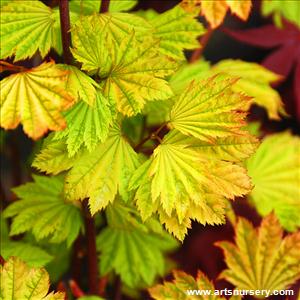 Acer circinatum 'Sunglow'