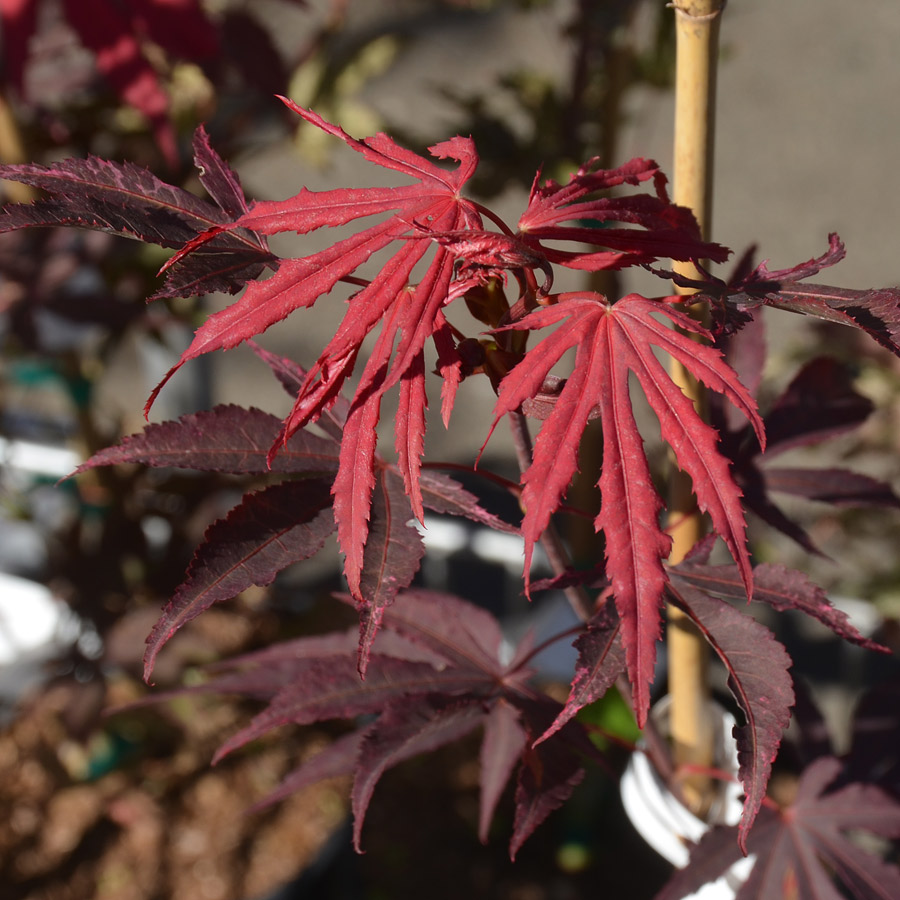 Acer palmatum 'Amagi shigure'