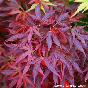 Acer palmatum 'Aratama'