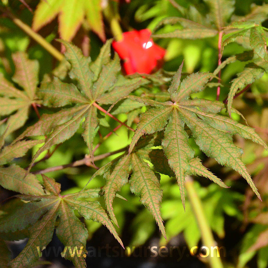 Acer palmatum 'Baby Ghost'