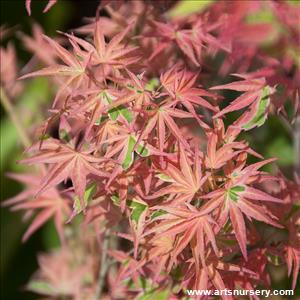 Acer palmatum 'Beni Shichihenge'