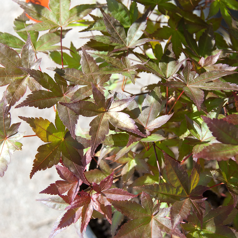 Acer palmatum 'Beni hime'