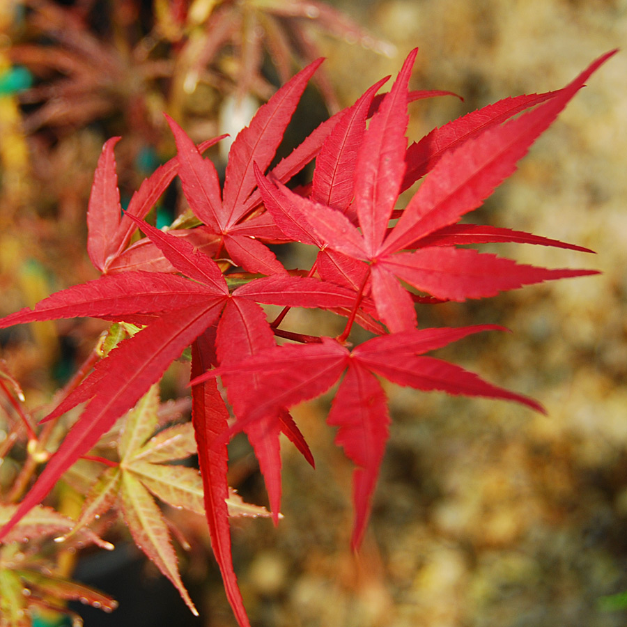 Acer palmatum 'Beni otaki'