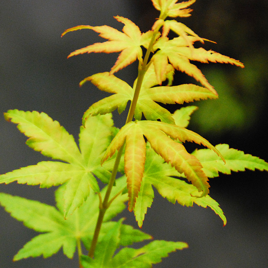 Acer palmatum 'Bihou' 