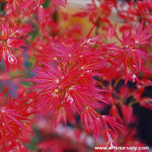 Acer Palmatum 'Bonfire'