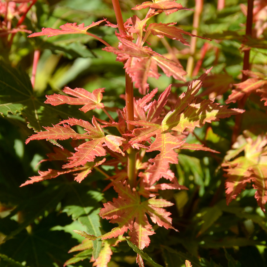 Acer palmatum 'Coonara Pygmy'