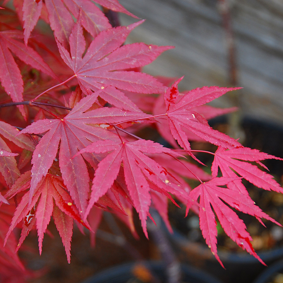 acer_palmatum_crimsonprince.jpg