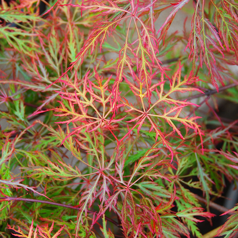 Acer palmatum dissectum 'Baldsmith'