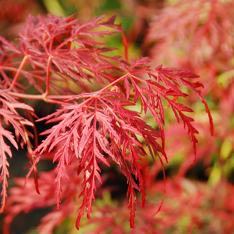 Acer palmatum dissectum 'Garnet' 