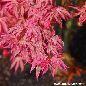 Acer palmatum 'Gwen's Rose Delight'