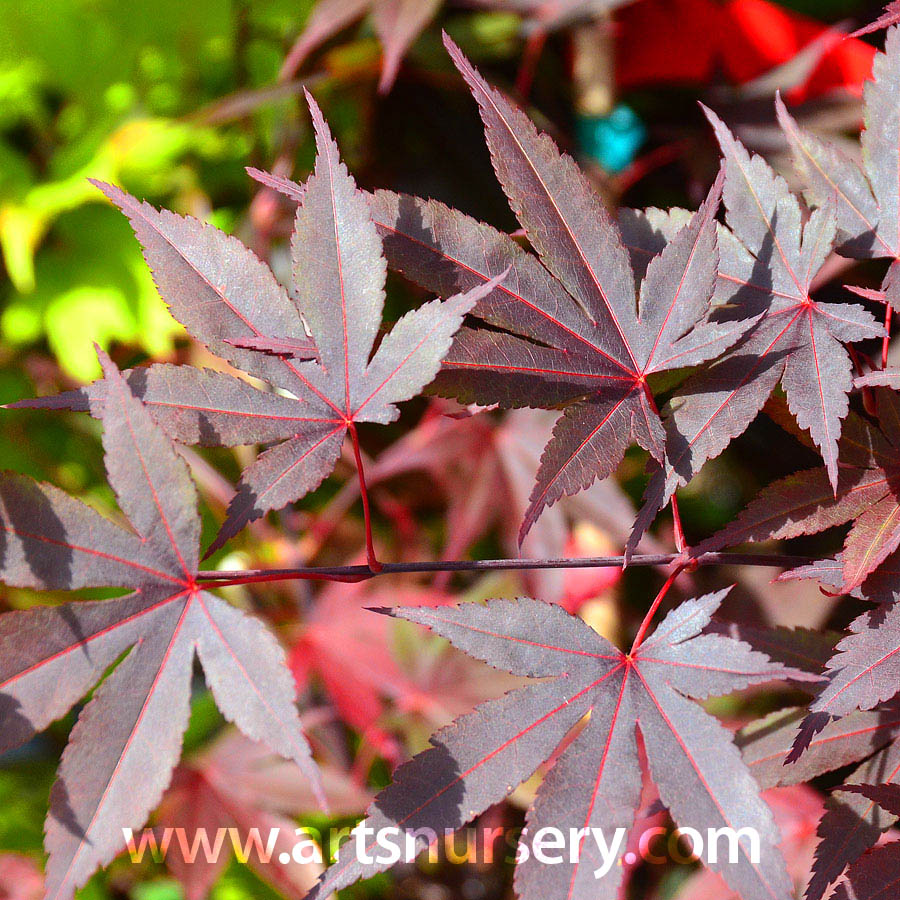 acer_palmatum_hefnersred.jpg