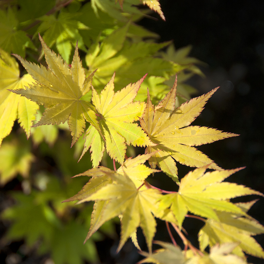 Acer shirasawanum 'Jordan'