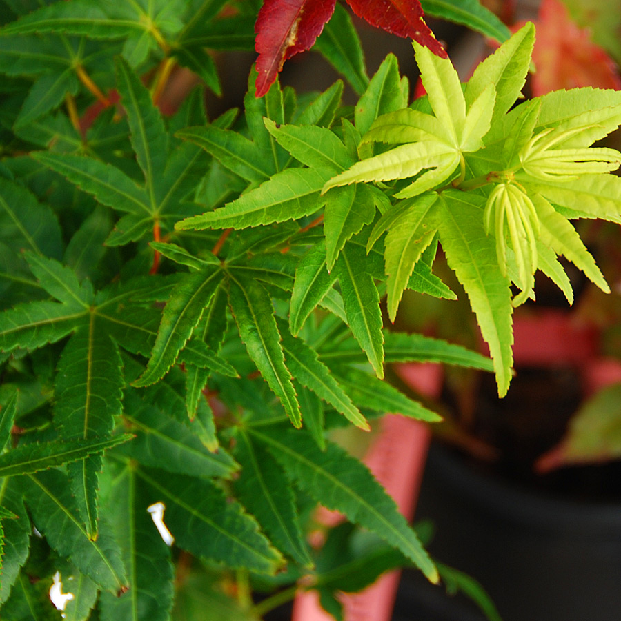 Acer palmatum 'Mikawa yatsubasa'