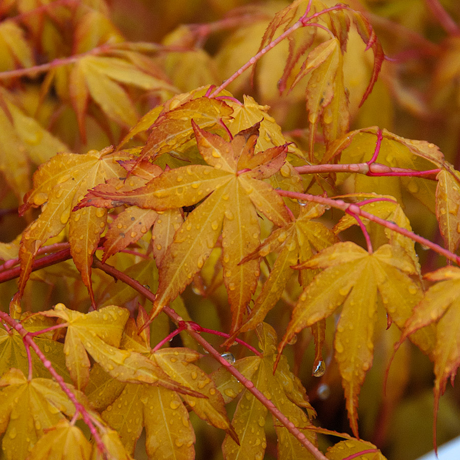 Acer palmatum 'Orange Dream' 